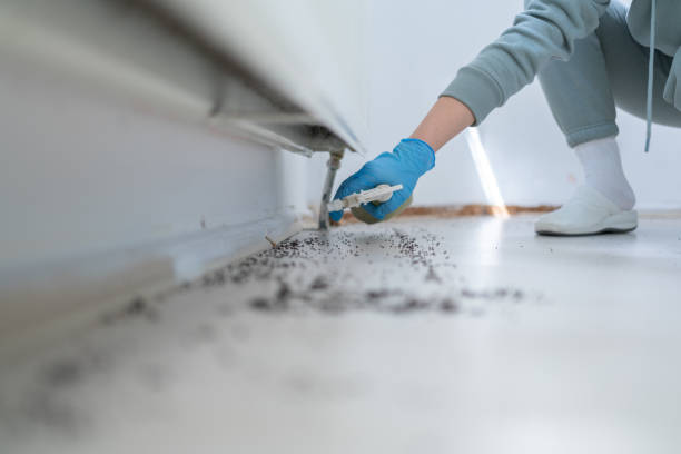 Best Affordable Pest Control Services  in Chalfant, CA